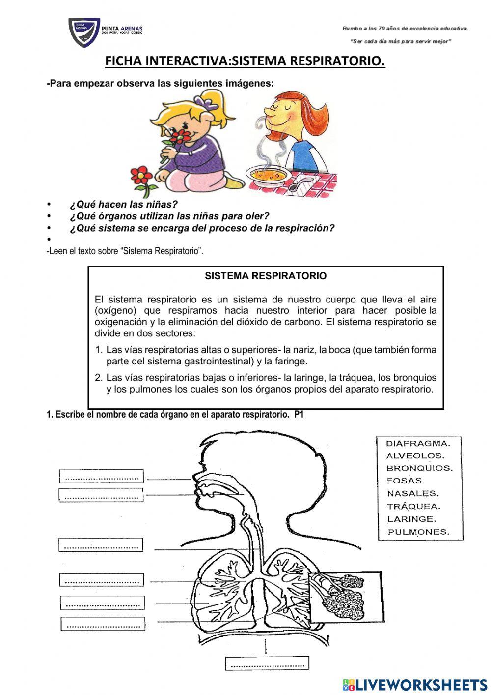 Sistema respiratorio