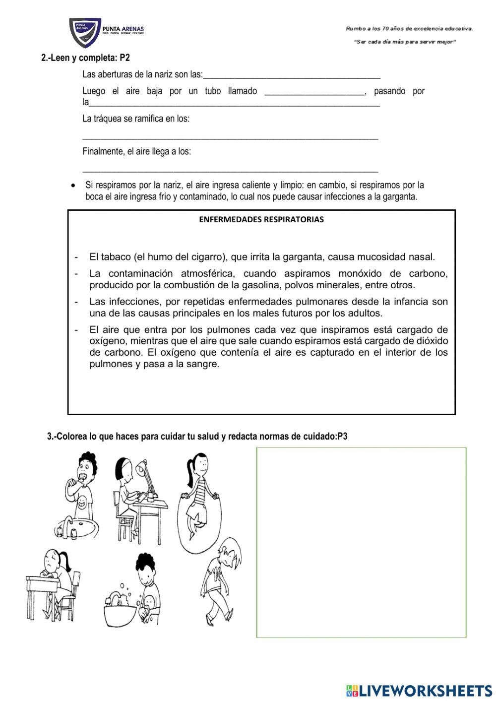 Sistema respiratorio
