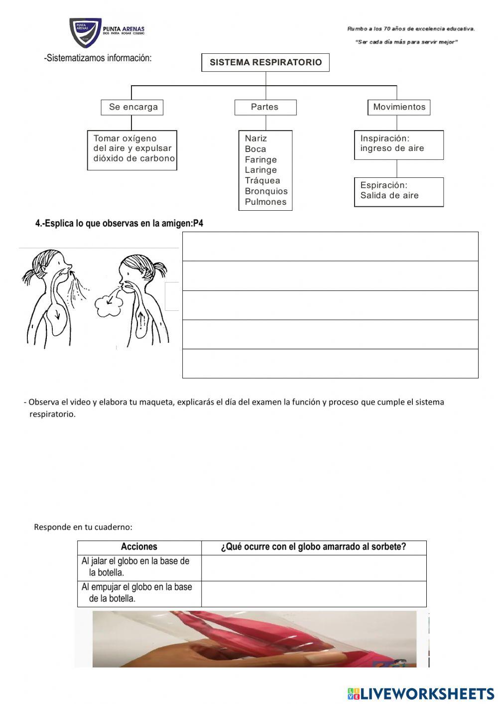 Sistema respiratorio