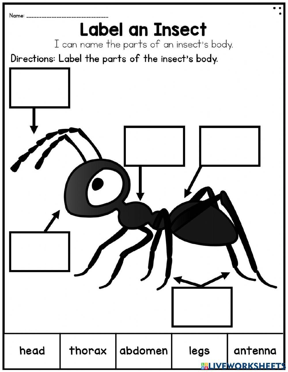 Parts of an Insect