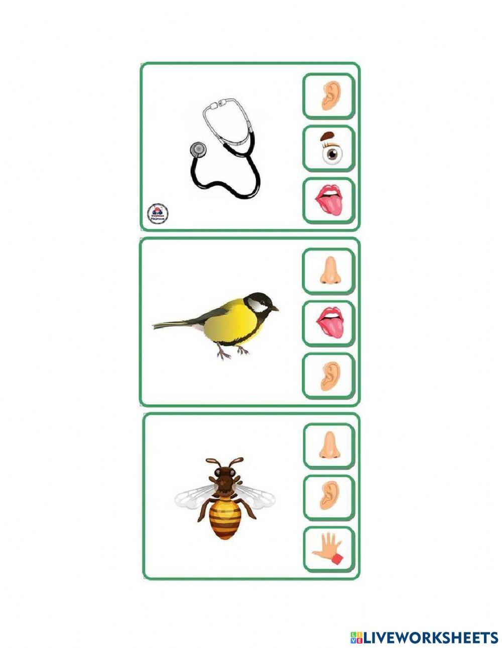 Organe de simț - gustul și auzul