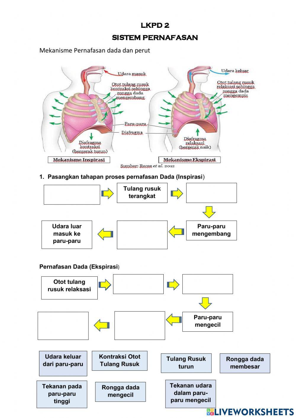 LKPD 2 Sistem Pernafasan Kelas 8