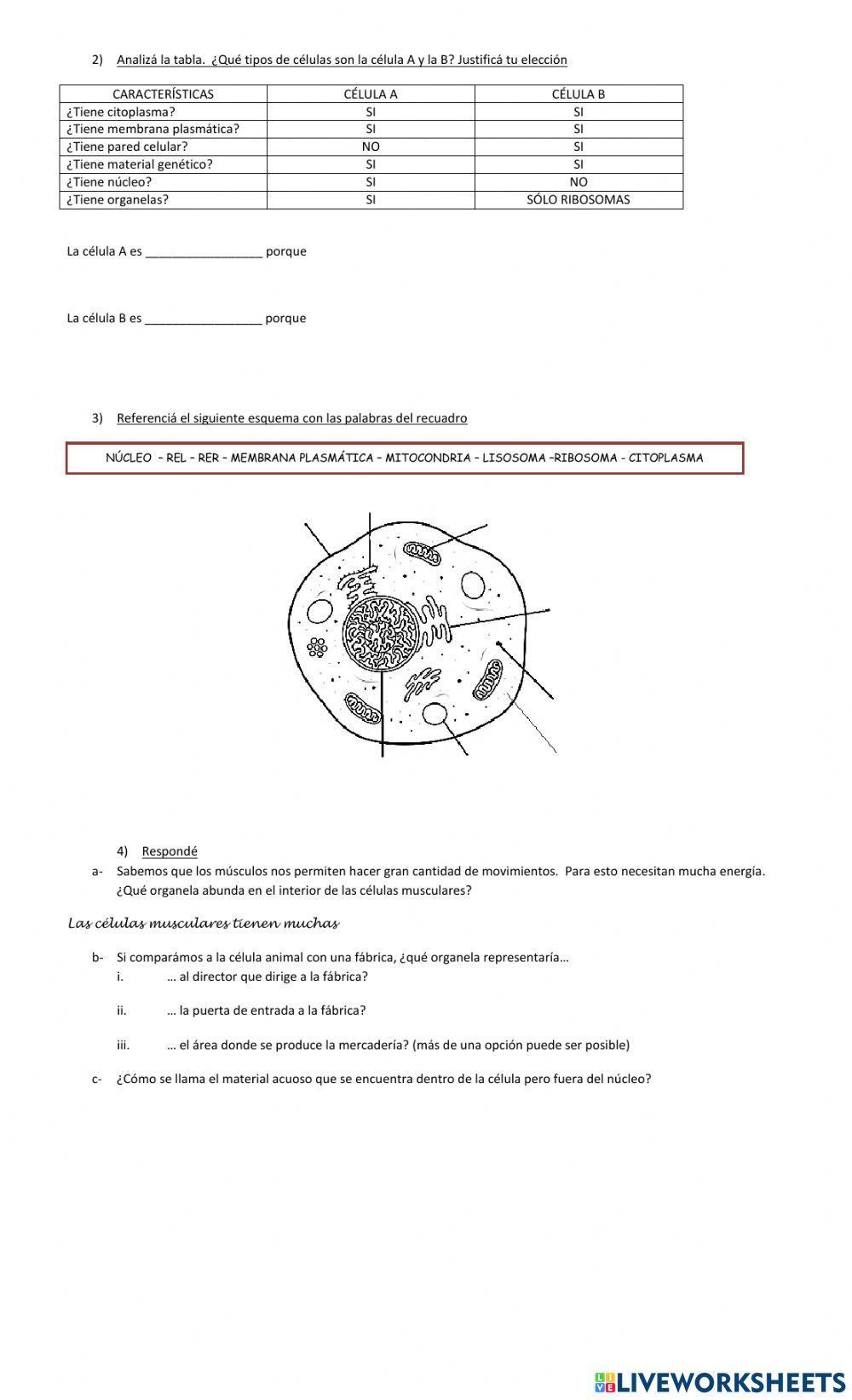 Características de los seres vivos