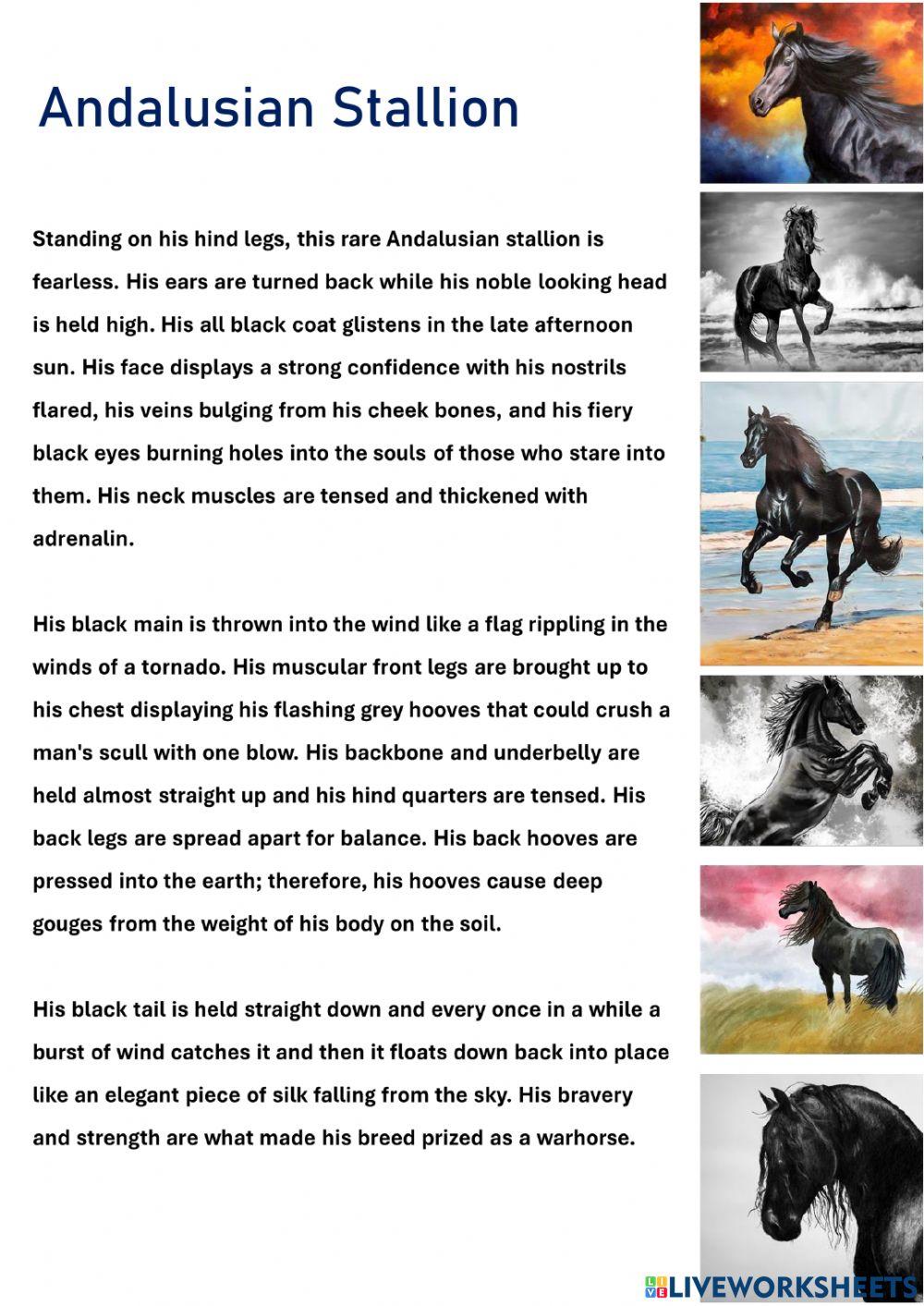 Black horse description