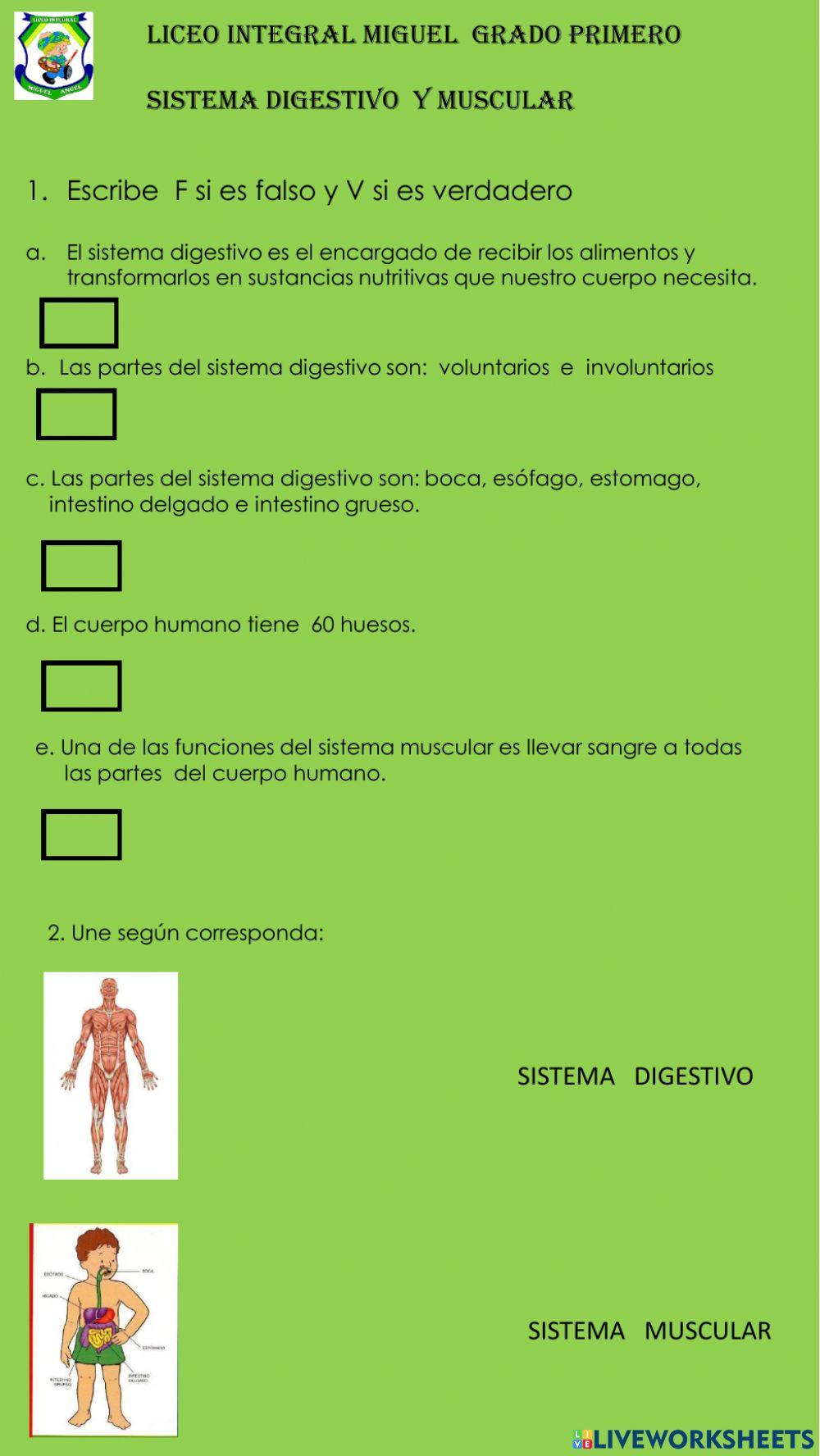 Sistema digestivo y muscular