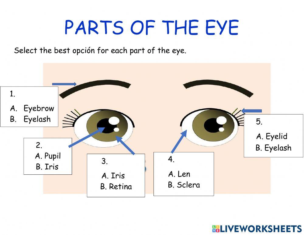 Parts of the eye