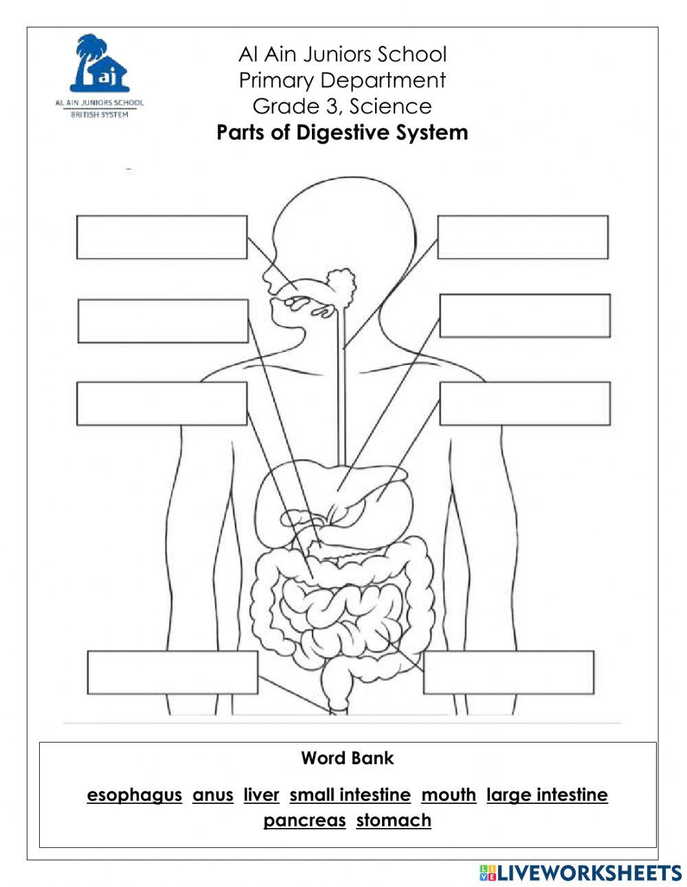 Basic Parts of Digestive System