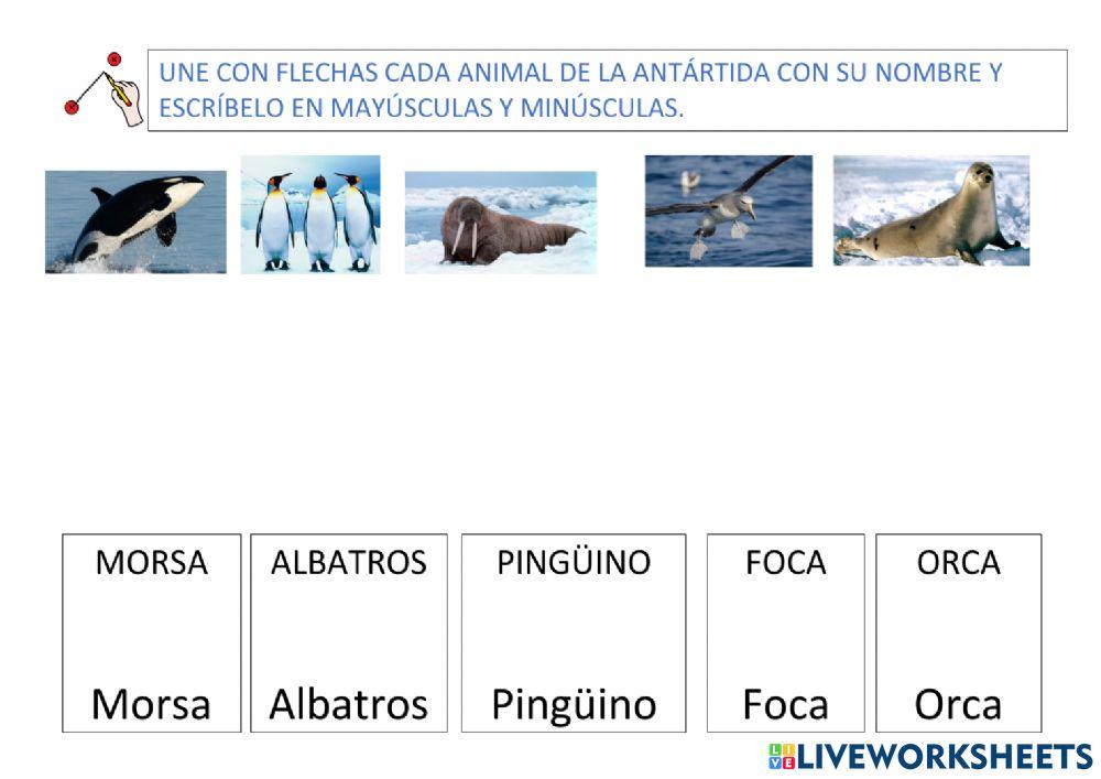 Animales La Antártida