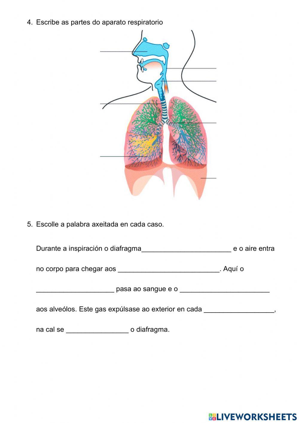 Avaliación: Función de Nutrición