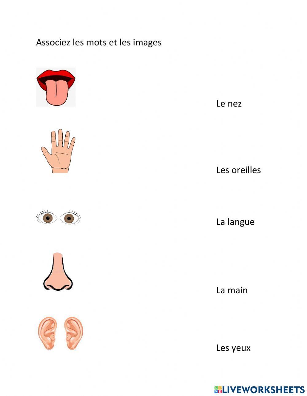 Les parties du corps