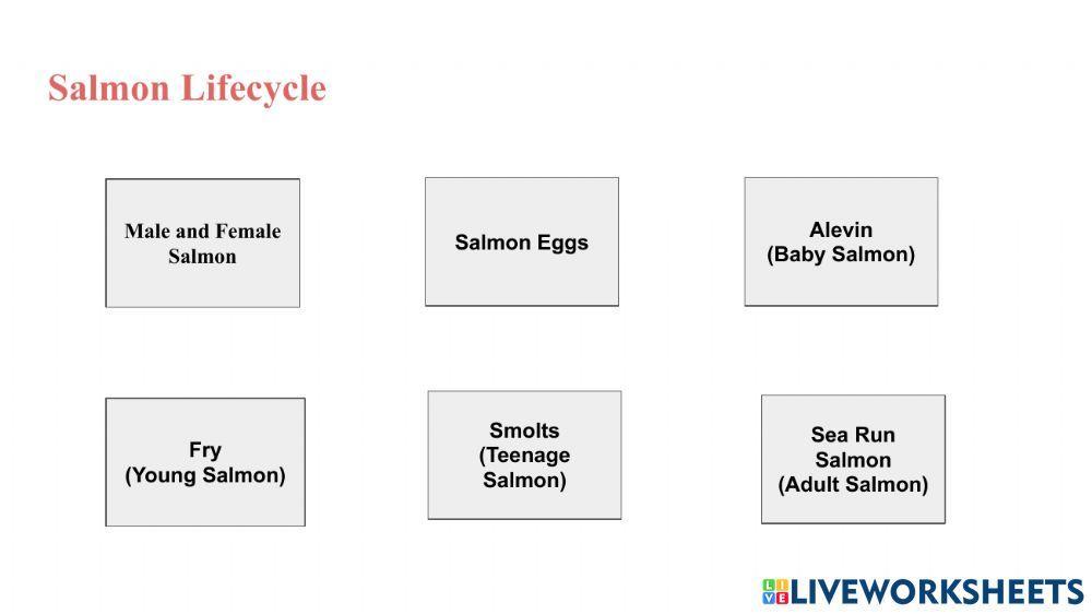 Salmon Lifecycle Drag and Drop