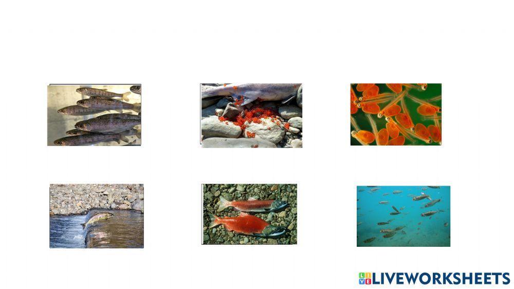 Salmon Lifecycle Drag and Drop Salmon Lifecycle Drag and Drop