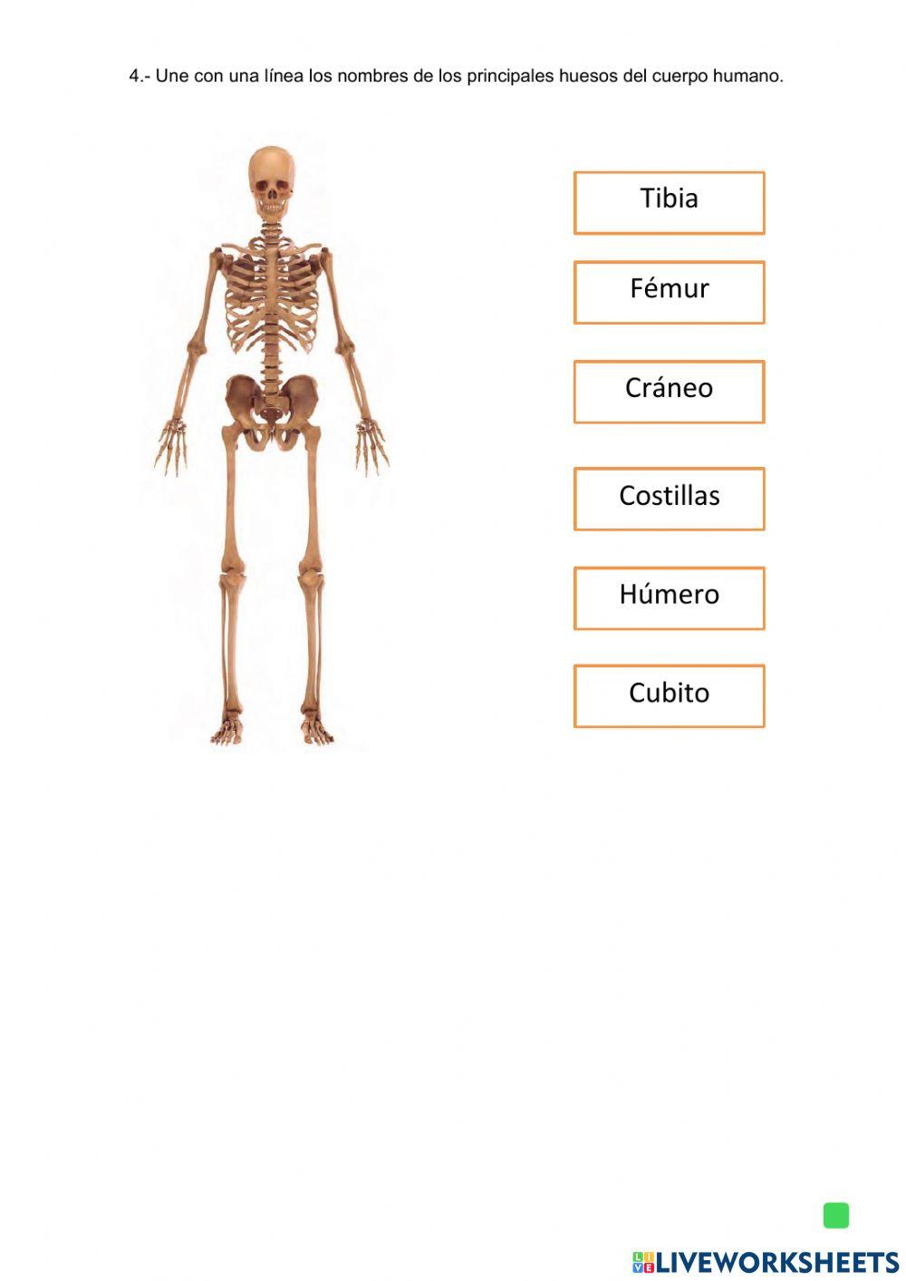 Evaluación de Ciencias 2 básico