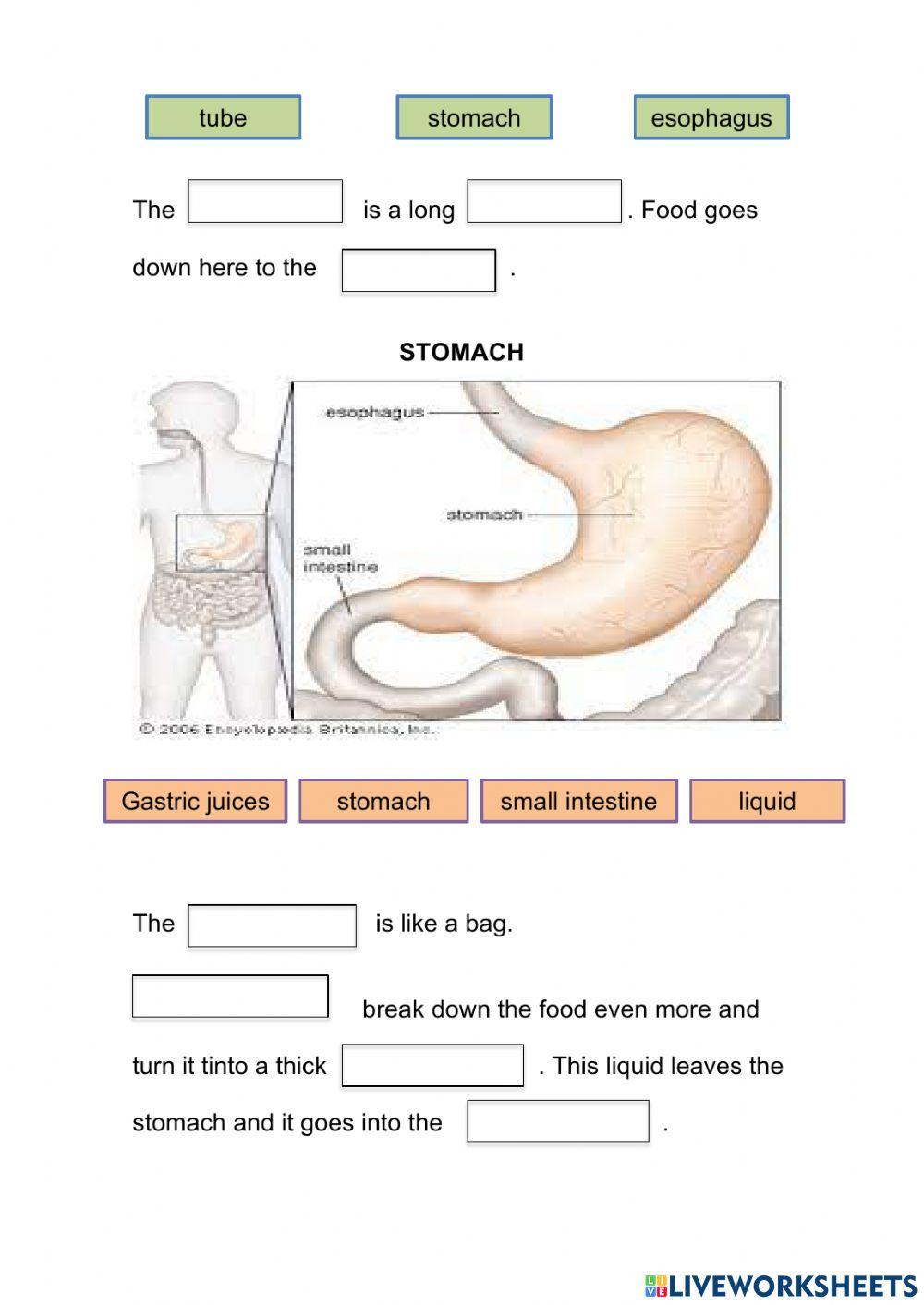 Our digestive system II 3º