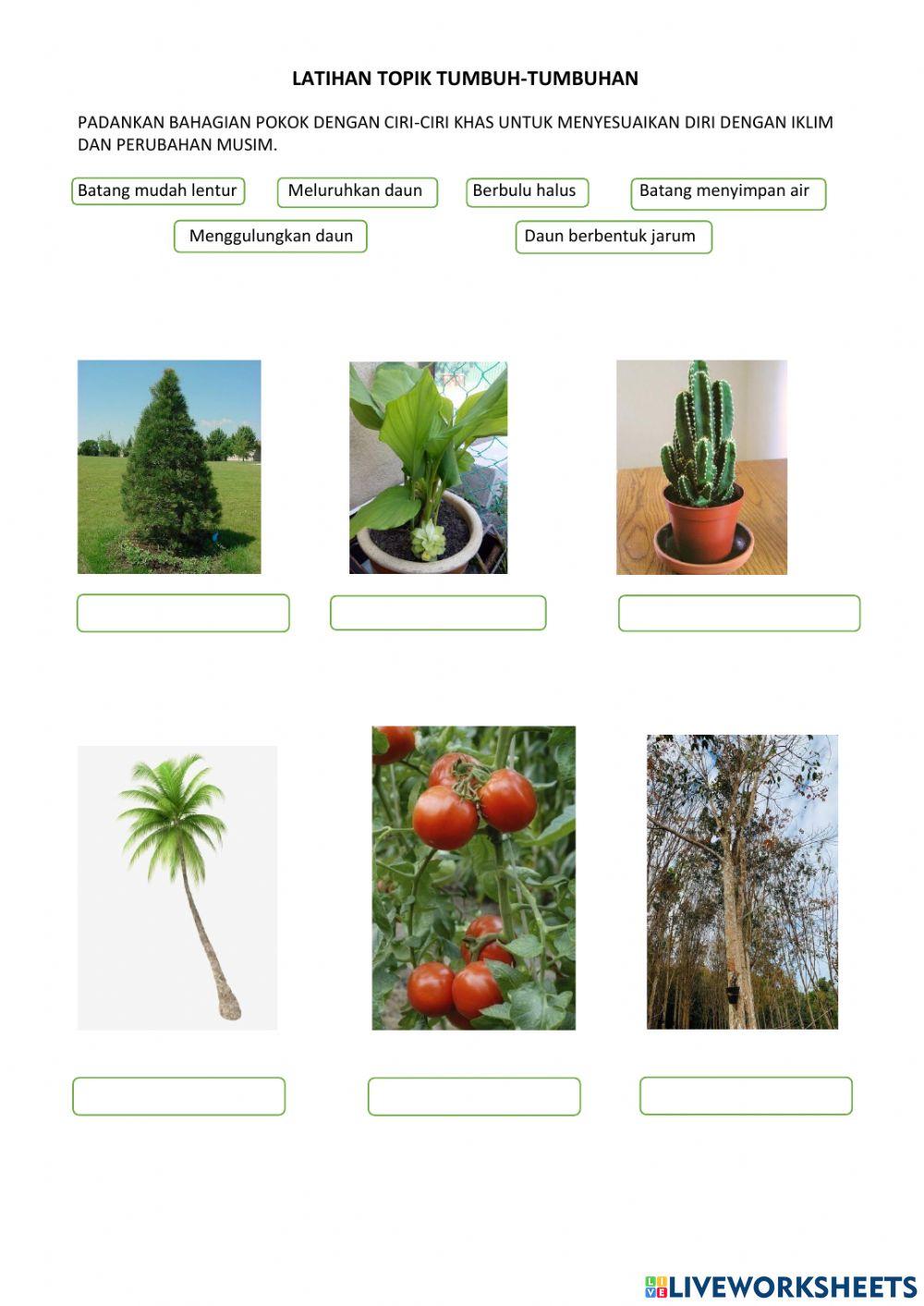 Tumbuh-tumbuhan tahun 5