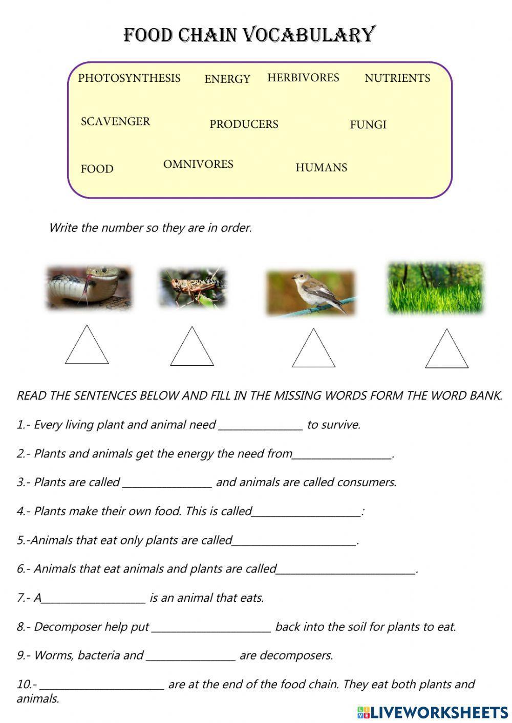 food-chain-vocabulary-worksheet-live-worksheets