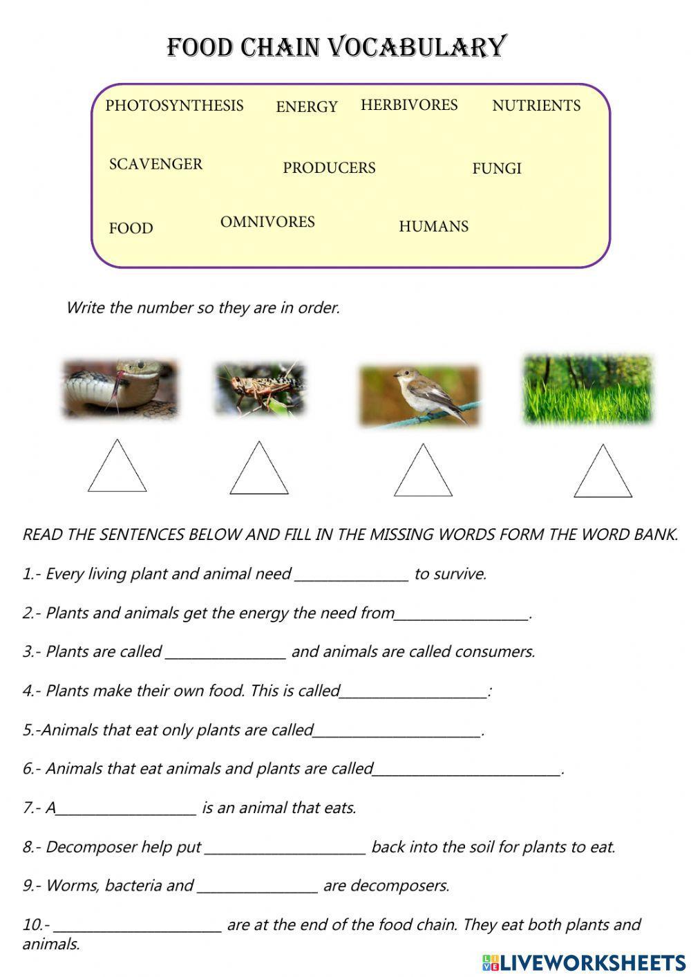 Food chain vocabulary