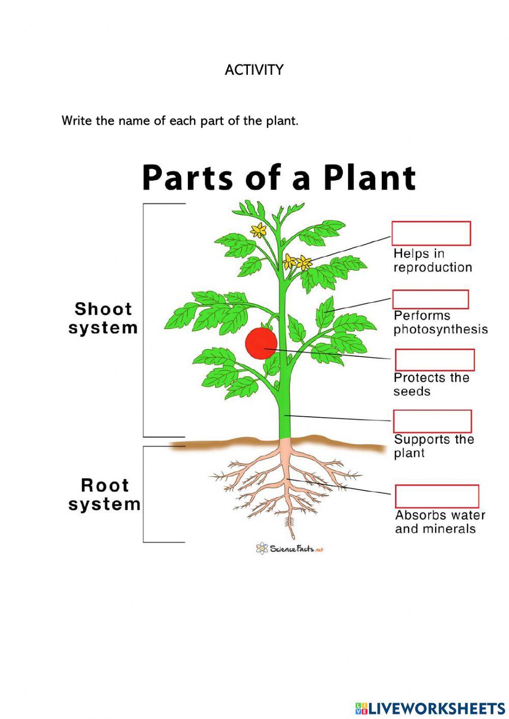 Parts of the plant