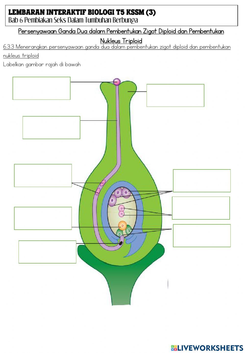 Biologi tingkatan 5 kssm bab 6 Pembiakan Seks dalam Tumbuhan Berbunga (Lembaran 3)