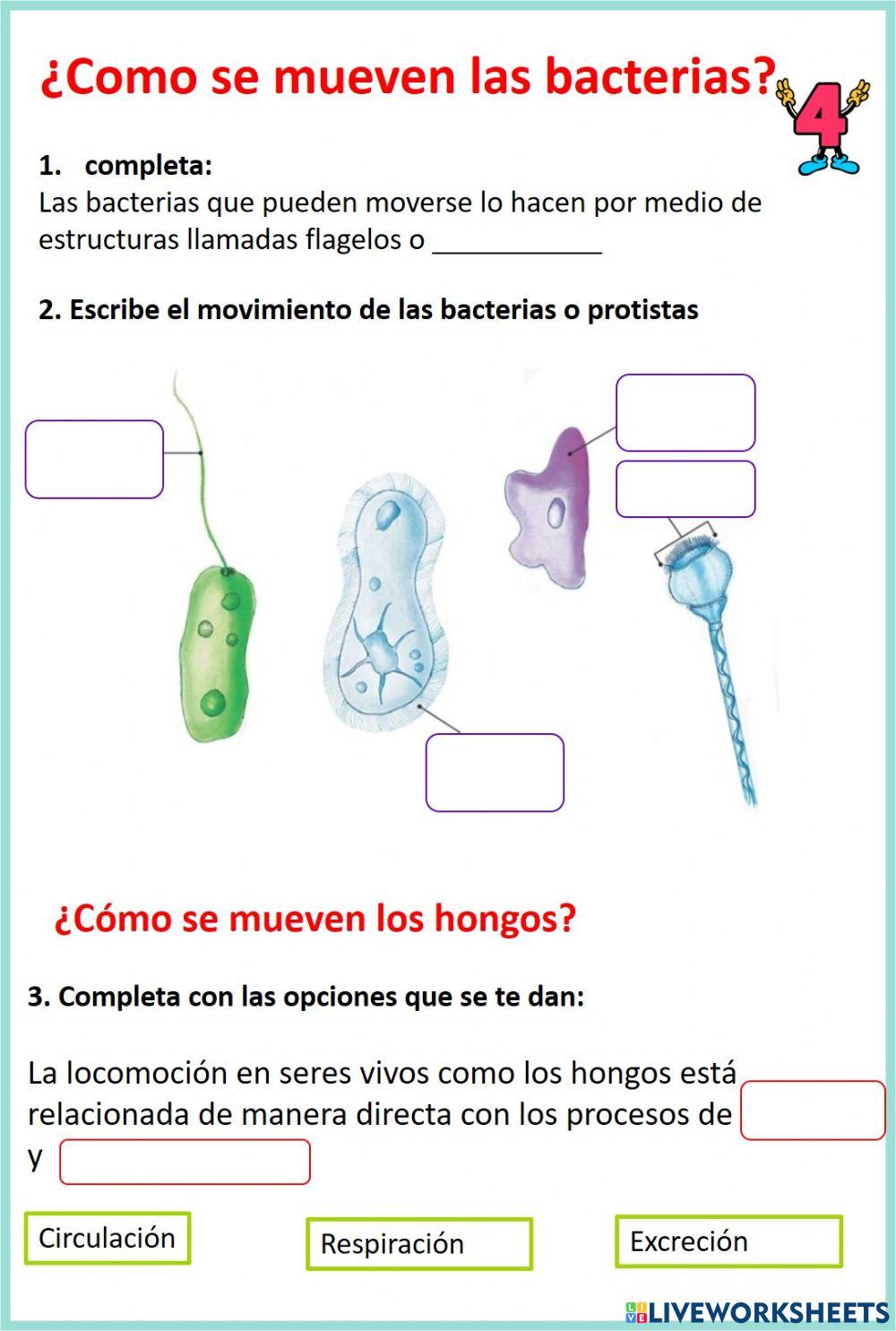 Movimientos de los hongos