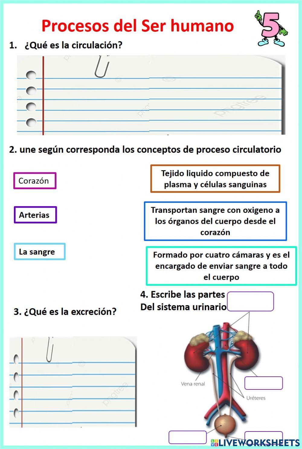 Sistema circulatorio