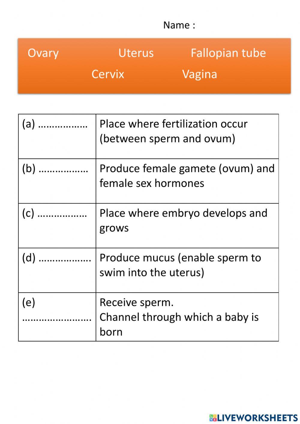 Female Reproduction System The Function