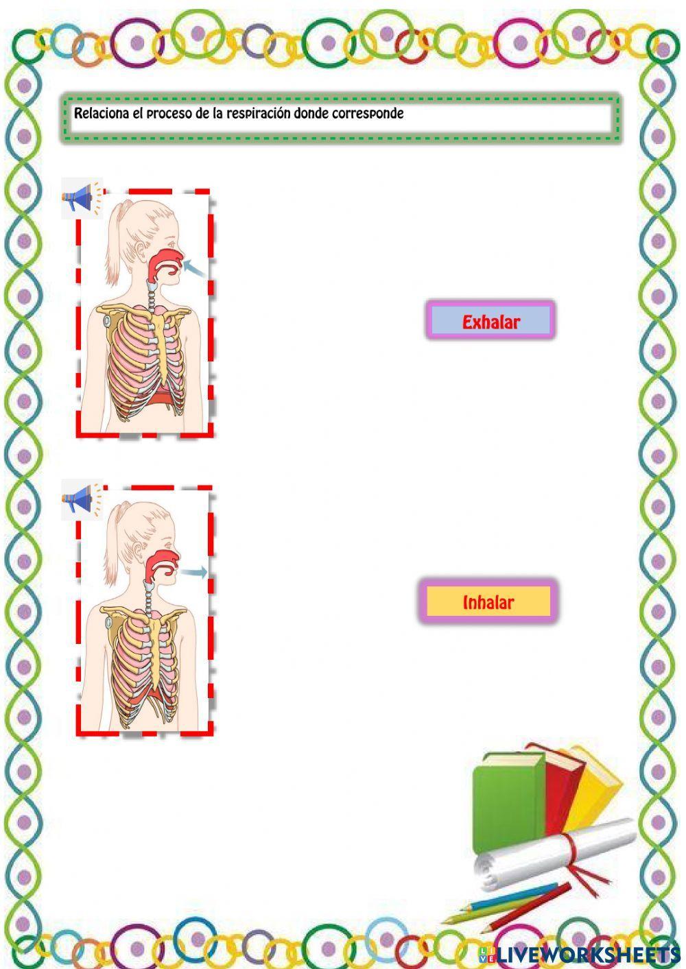 Recorrido y proceso de la respiración