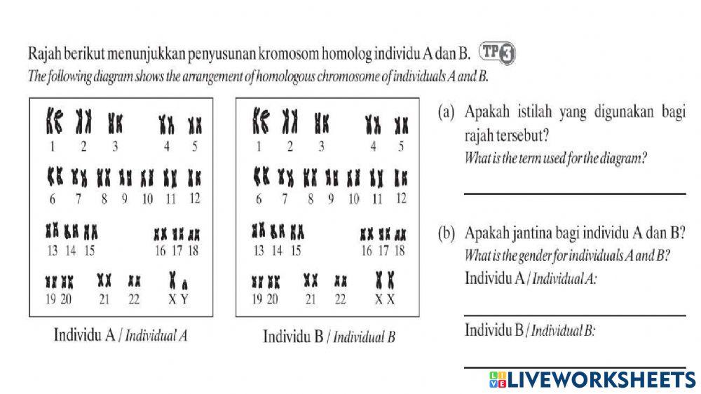 Sc T4 Bab 5 Genetik Latihan 1