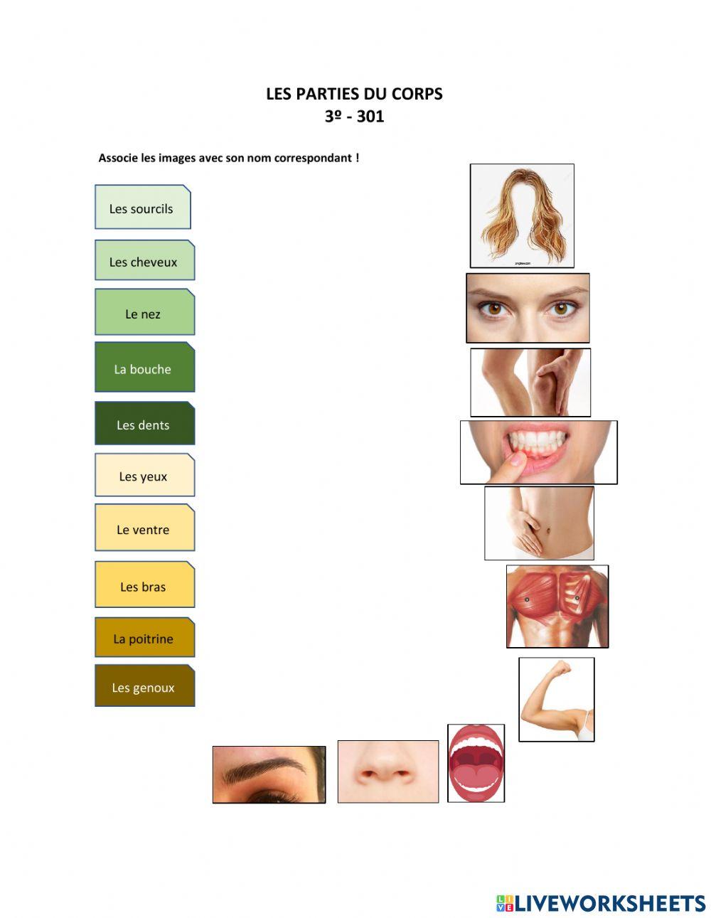 Les parties du corps