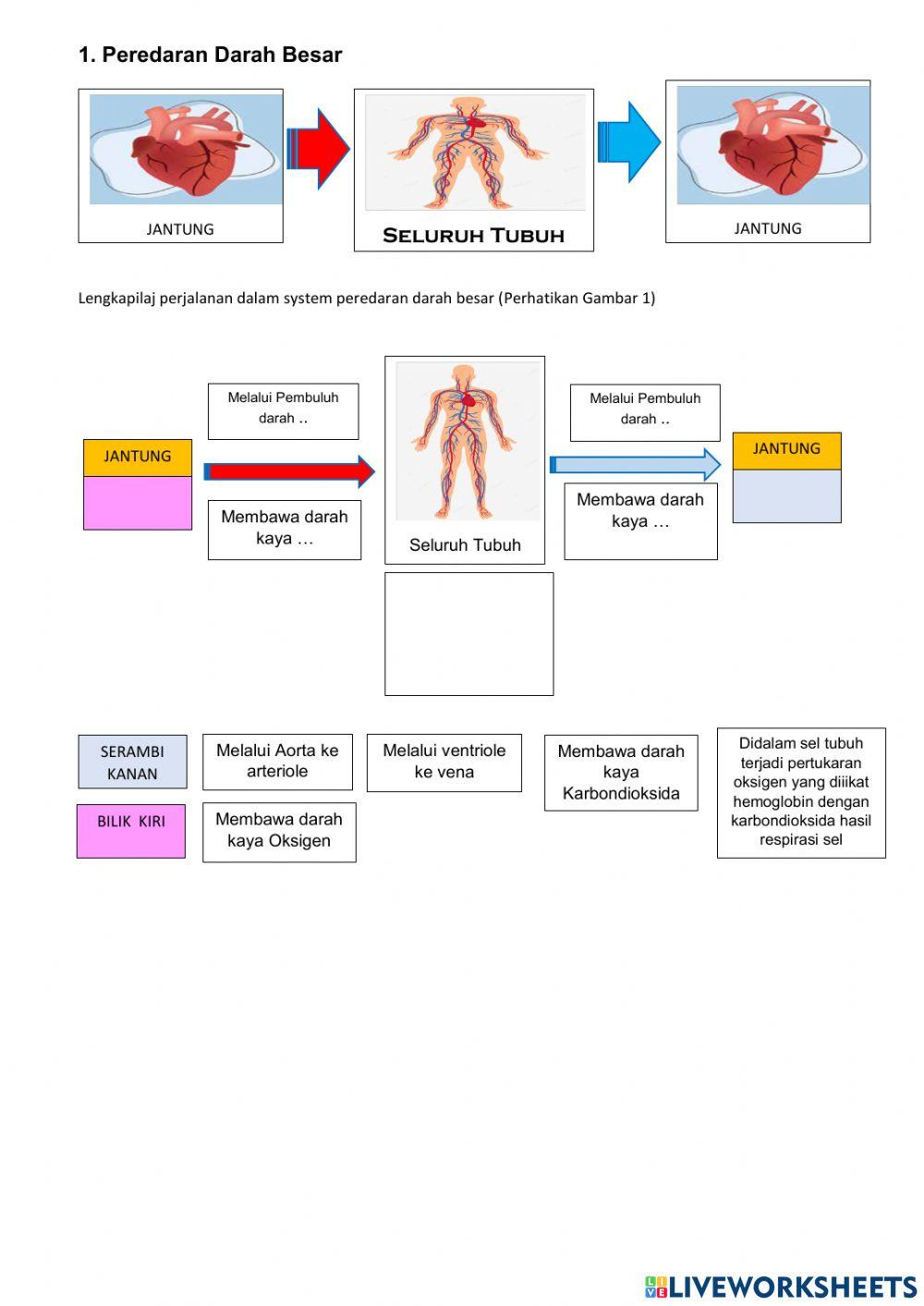 LKPD 4 Peredaran Darah Manusia