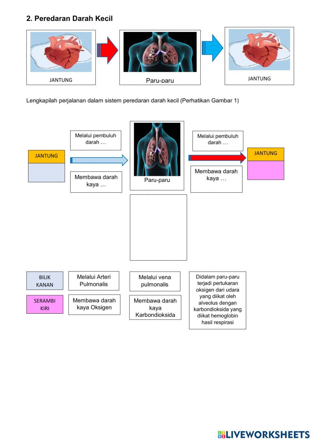LKPD 4 Peredaran Darah Manusia