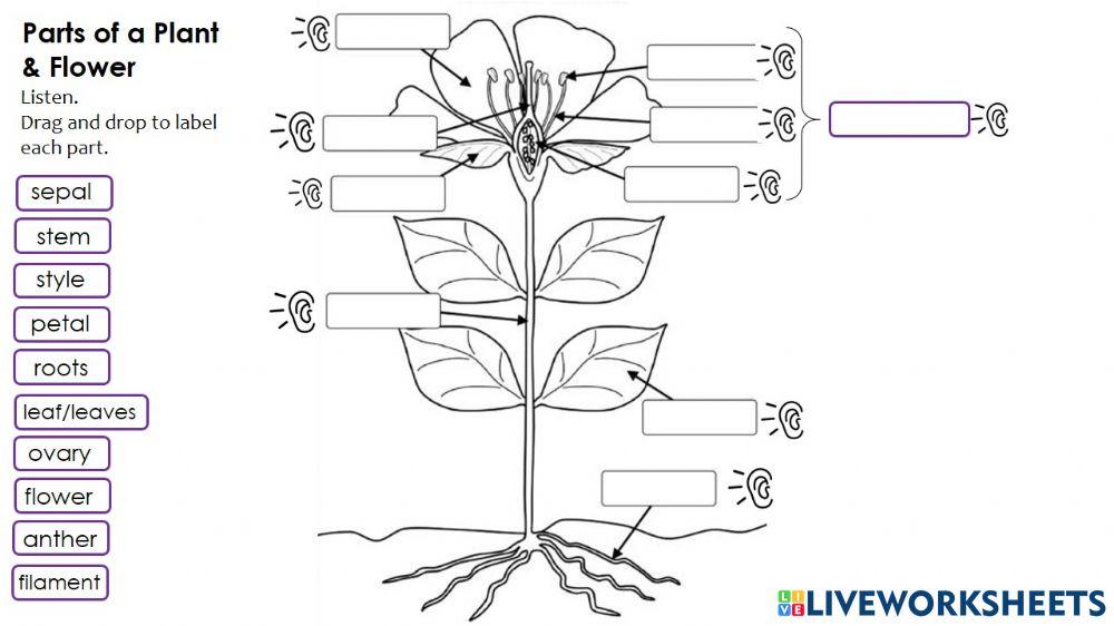Parts of a plant-flower