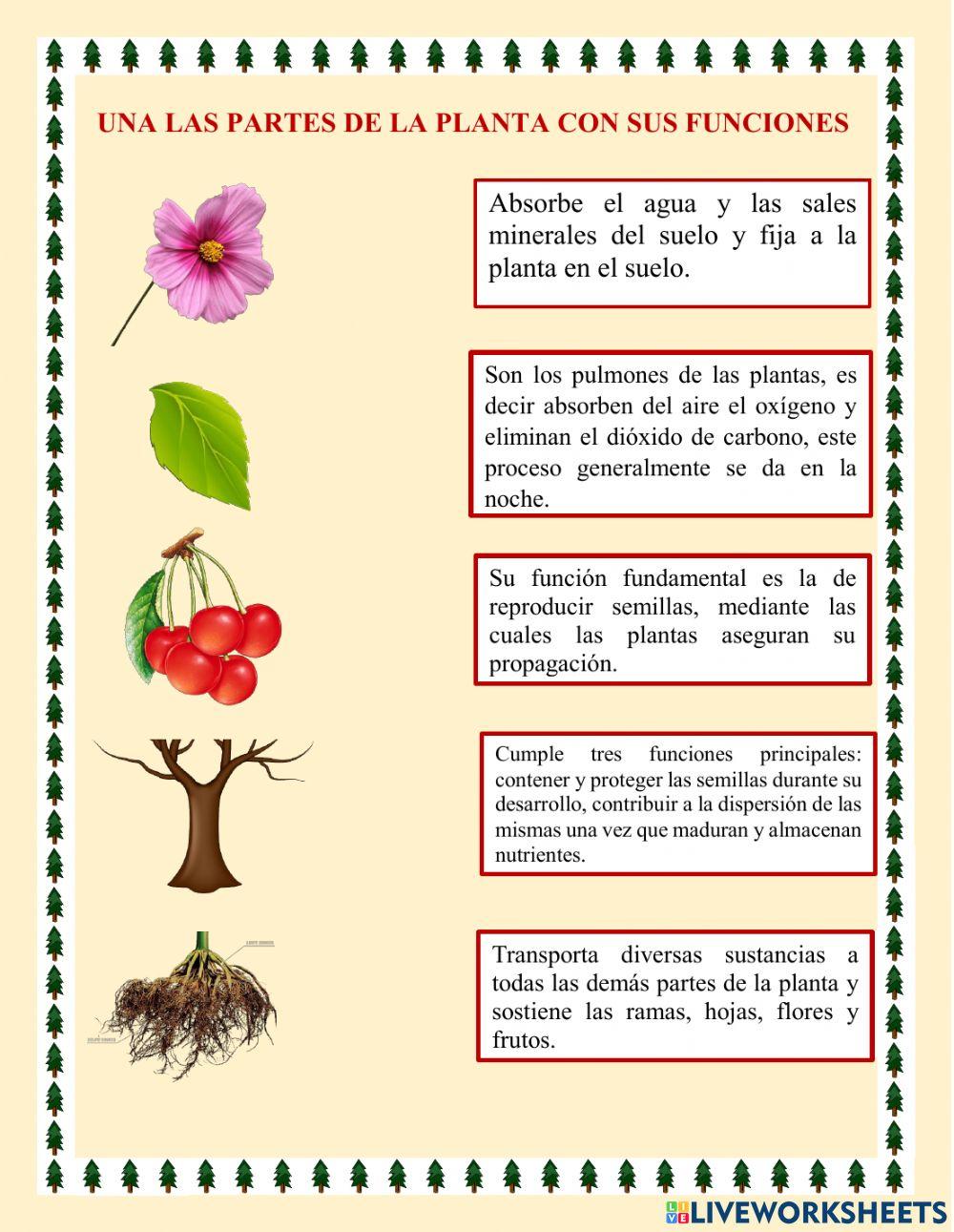Las plantas y sus funciones