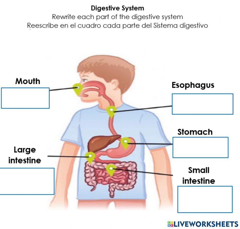 Digestive system