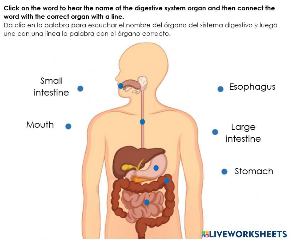 Digestive system