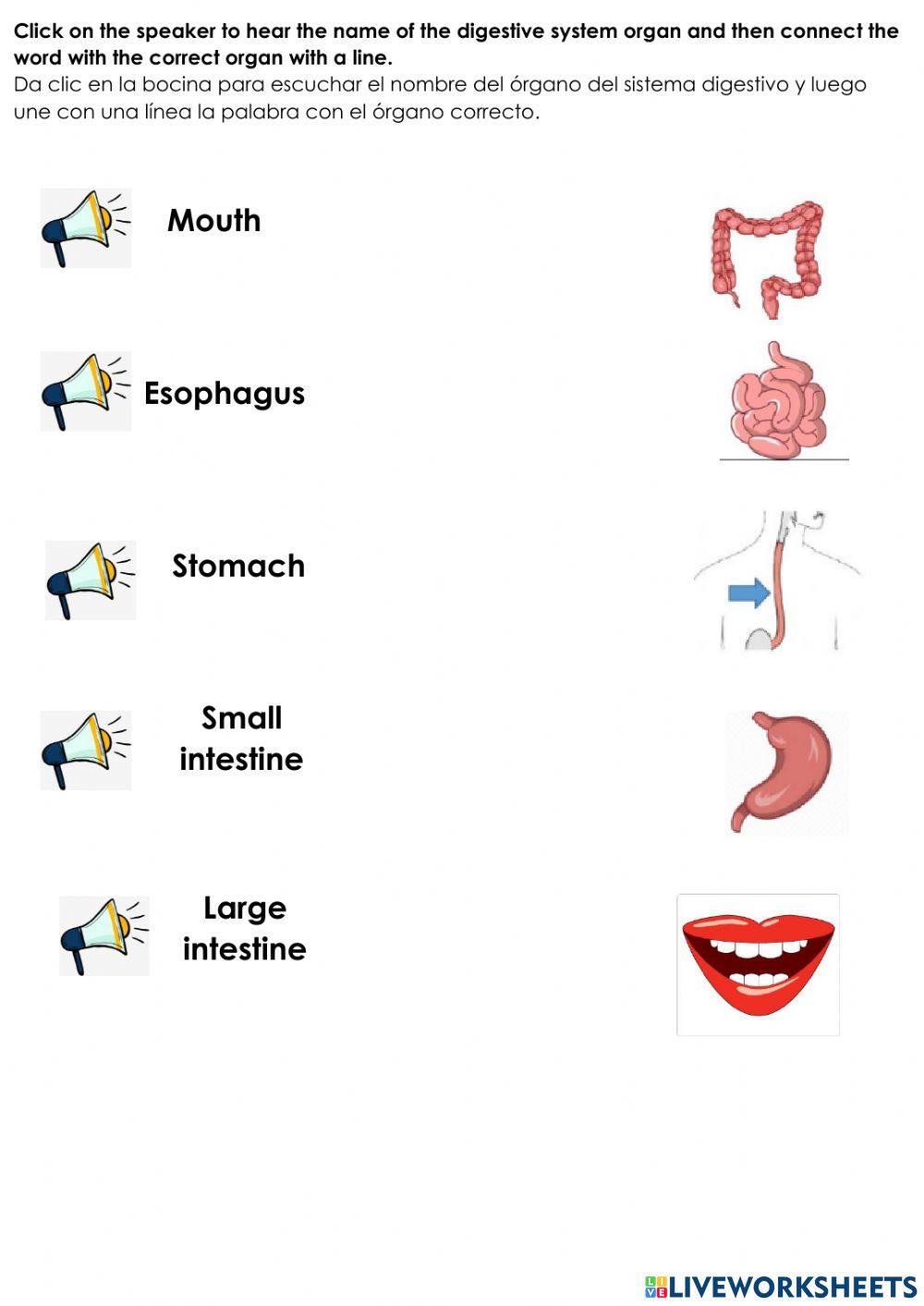 Digestive system liveworksheets 1030627