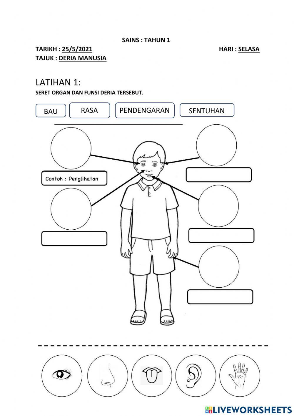 Deria manusia activity for tahun 1 | Live Worksheets