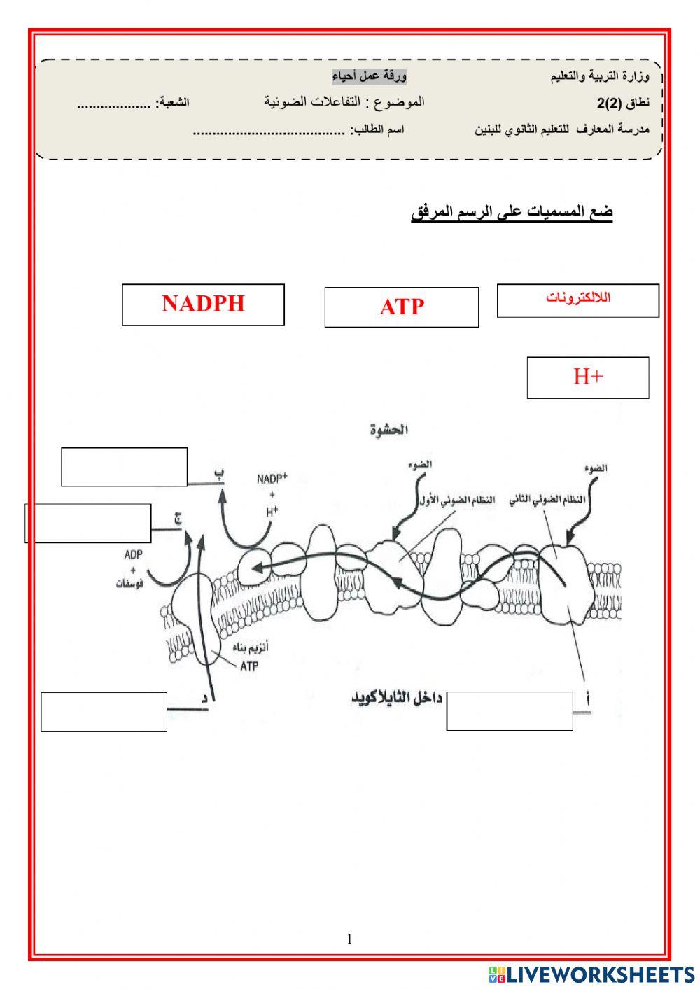 التفاعلات الضوئية