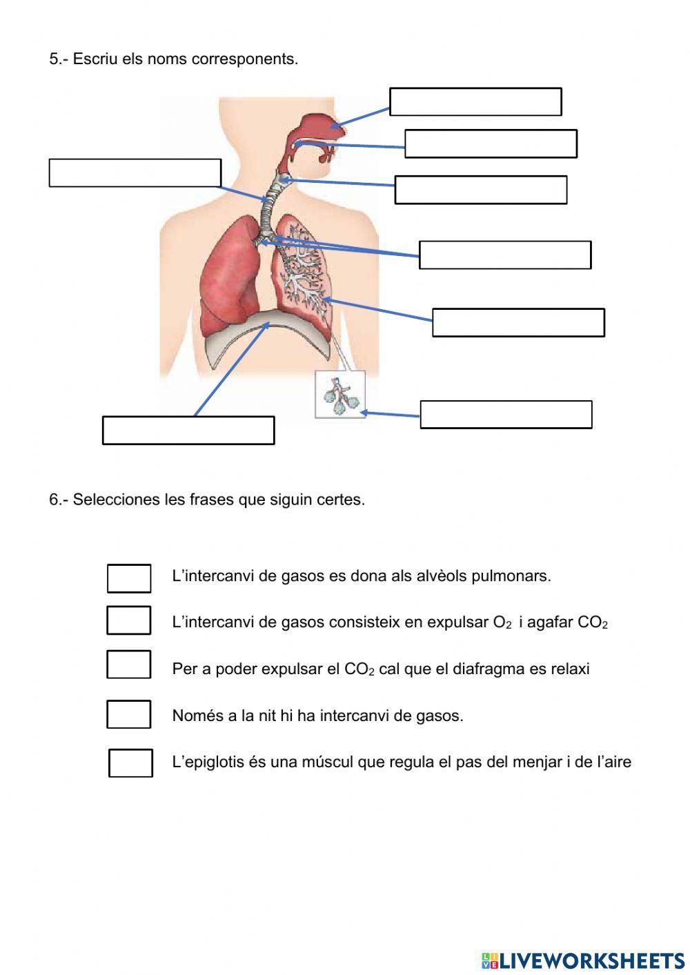 La funció de nutrició La funció de nutrició