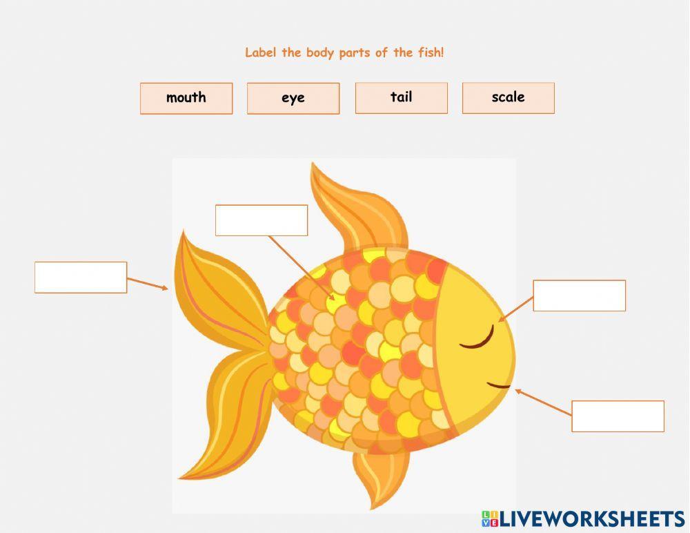 Label The Body Parts of the Fish