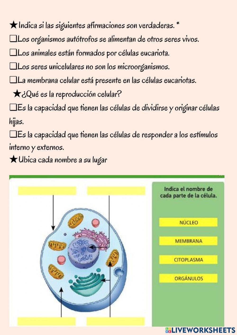 Evaluación la célula