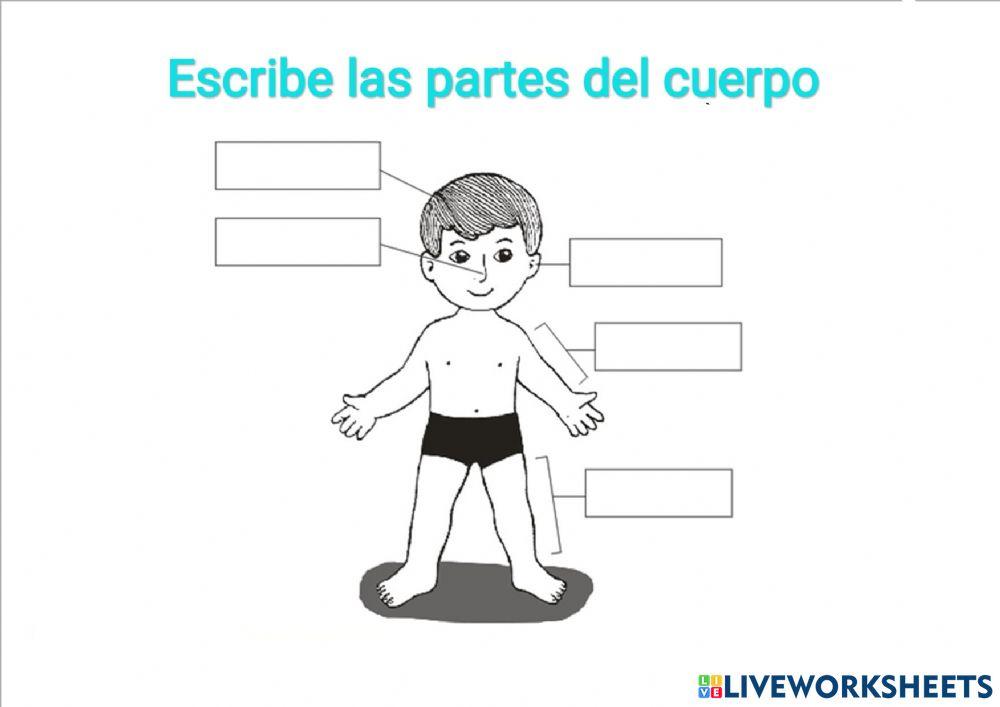 Partes del cuerpo
