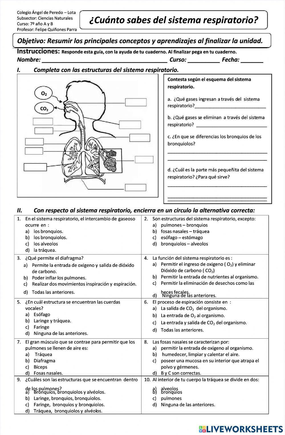 La respiracion hhumana