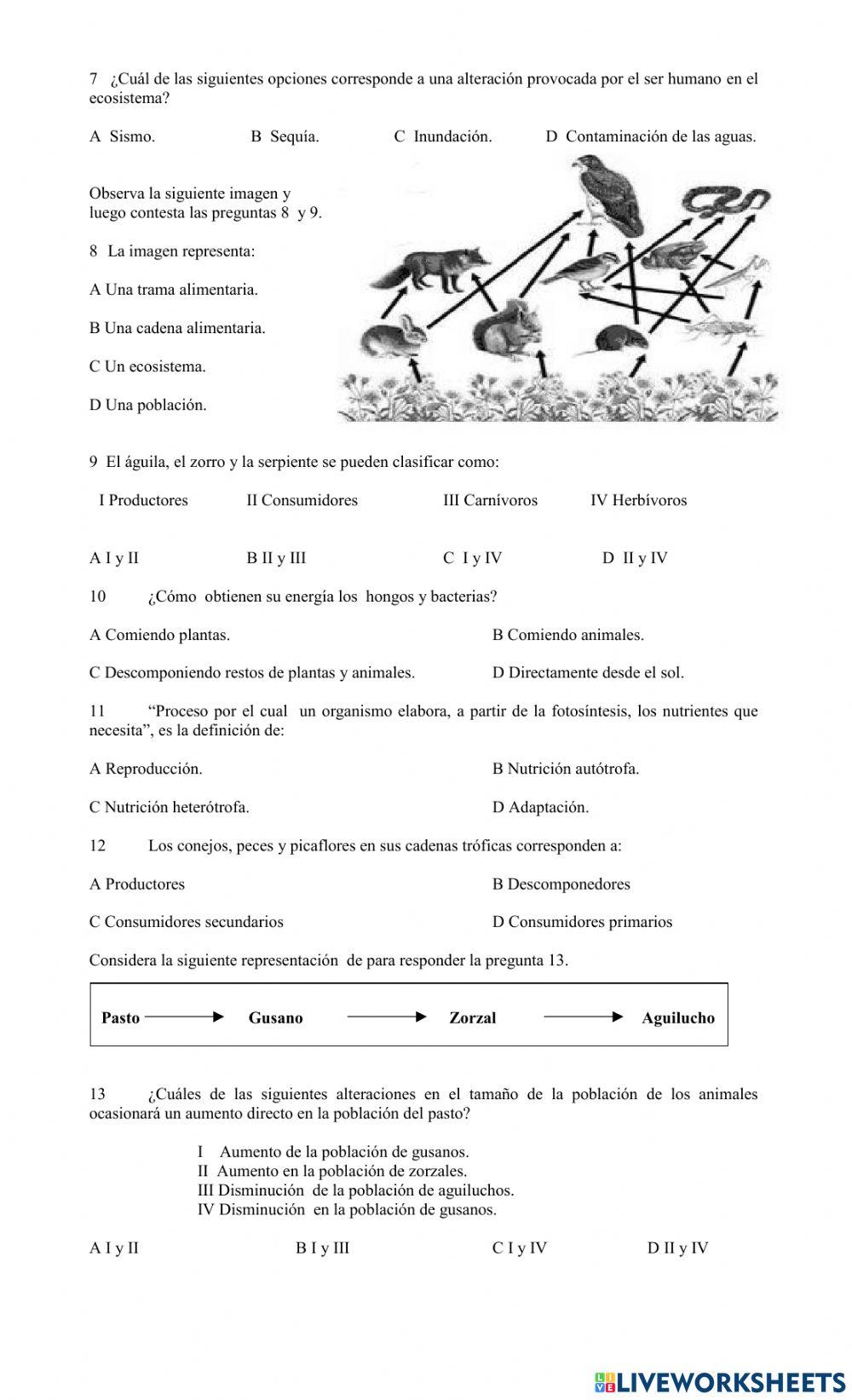 Ficha Trama Alimentaria