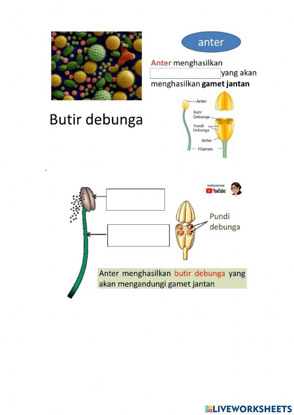 StrukturBunga
