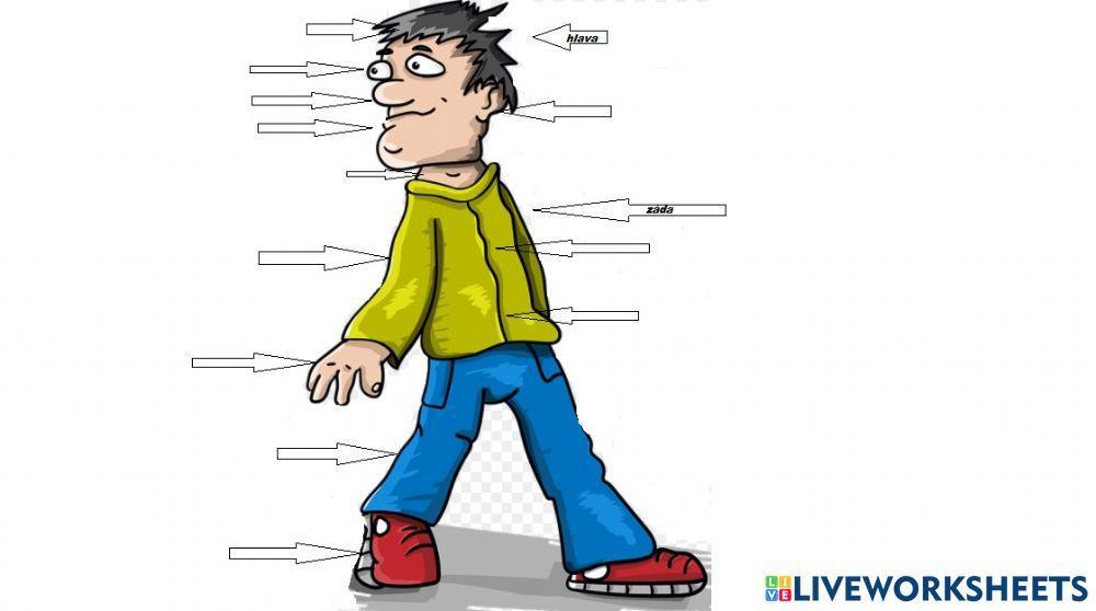 Menschenkörper - Wortschatz