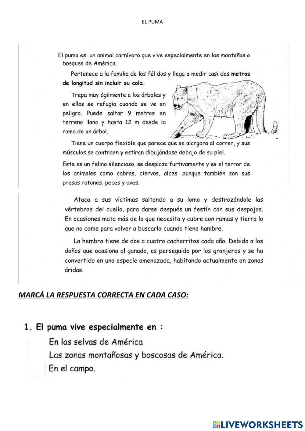 El puma