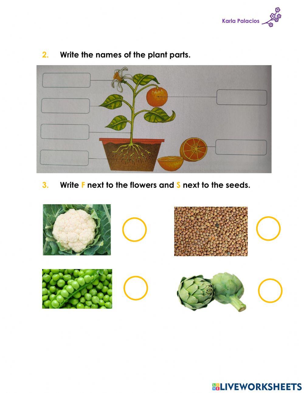 Plants - reinforcement