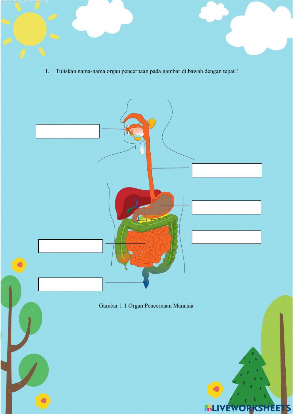 LKPD Sistem Pencernaan Manusia