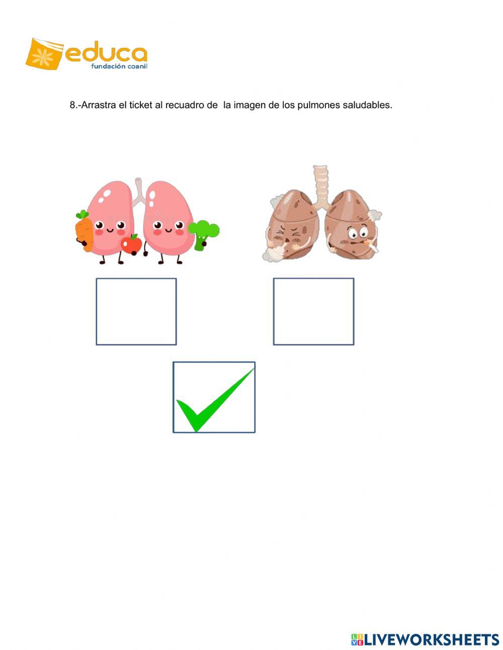 Pulmones